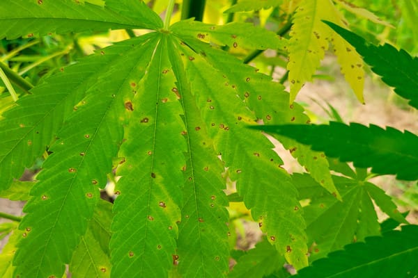 Leaf Sephoria