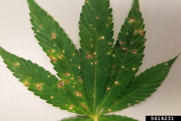 Leaf Sephoria