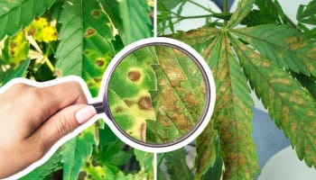 Leaf Sephoria
