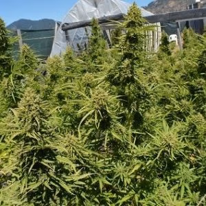 Auto Malawi x Northern Lights Ace Seeds