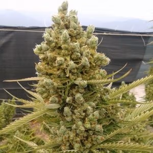 Auto Malawi x Northern Lights Ace Seeds