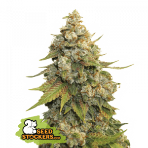 Golden Lemon Haze Seedstalkers