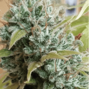 Alternative view of Gorilla Glue | Seedstockers