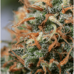 Alternative view of Moby Dick | Seedstockers