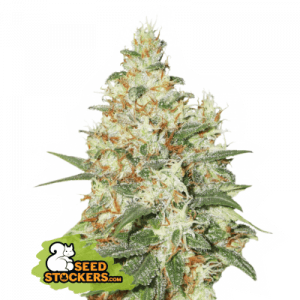 O.G Kush Auto Seedstalkers