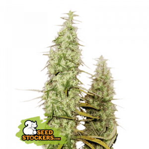 Santa Marta Haze Seedstalkers