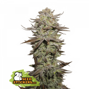 Sticky Fingers Auto Seedstalkers