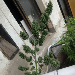 Alternative view of Super Skunk Auto | Seedstockers