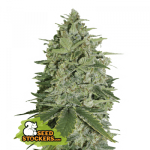 Super Skunk Auto Seedstalkers