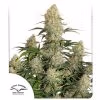 Auto Critical Orange Punch Dutch Passion