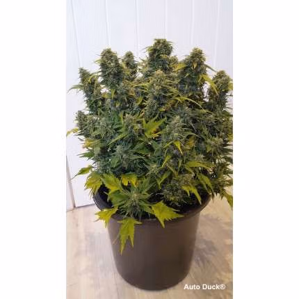 Auto Duck | Dutch Passion - Slika 2