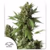 Auto Duck Dutch Passion