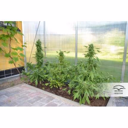 Auto Duck | Dutch Passion - Slika 4