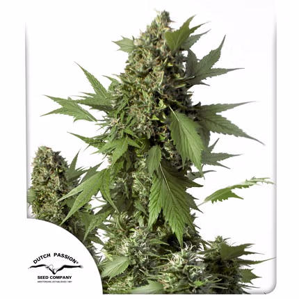 Auto Duck Dutch Passion