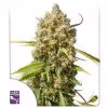 Auto Elephant Dutch Passion