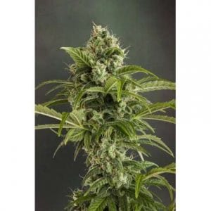 Alternative view of Auto Euforia | Dutch Passion