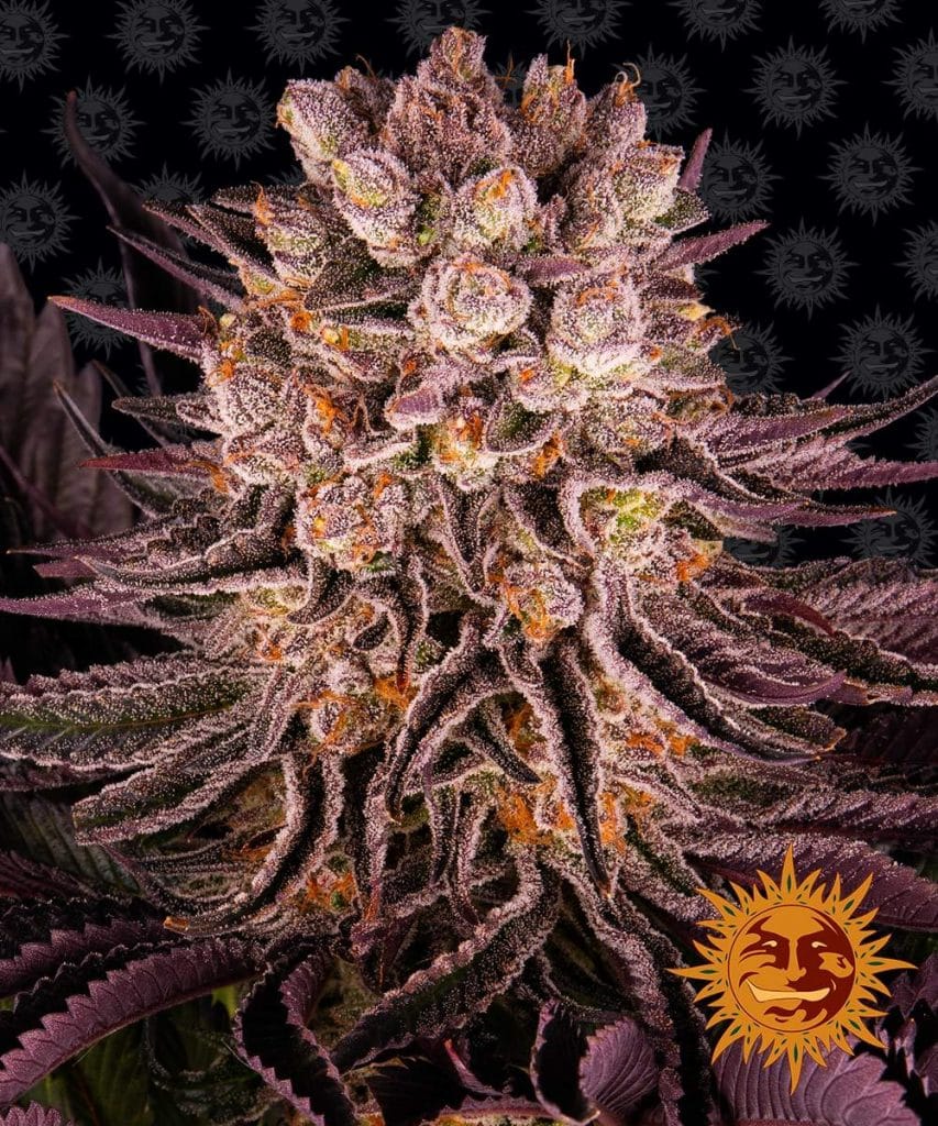 Mimosa x Orange Punch Barney's Farm