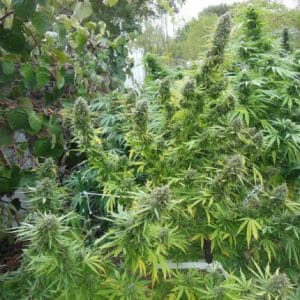 Alternative view of Pamir Gold | Dutch Passion