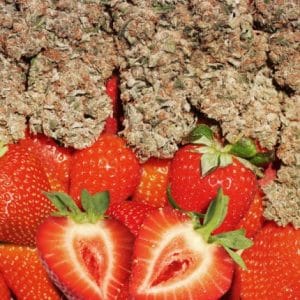 Alternative view of Strawberry Cough | Dutch Passion