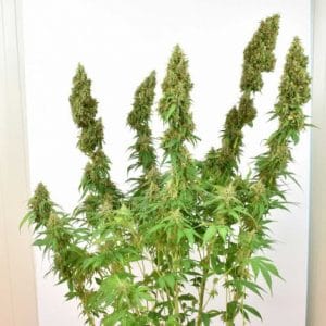 Alternative view of THC-Victory | Dutch Passion