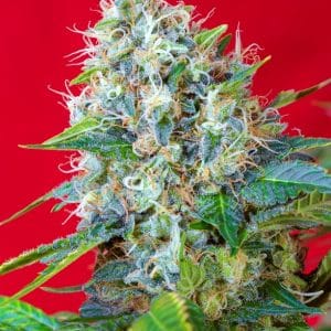 Green Poison Sweet Seeds