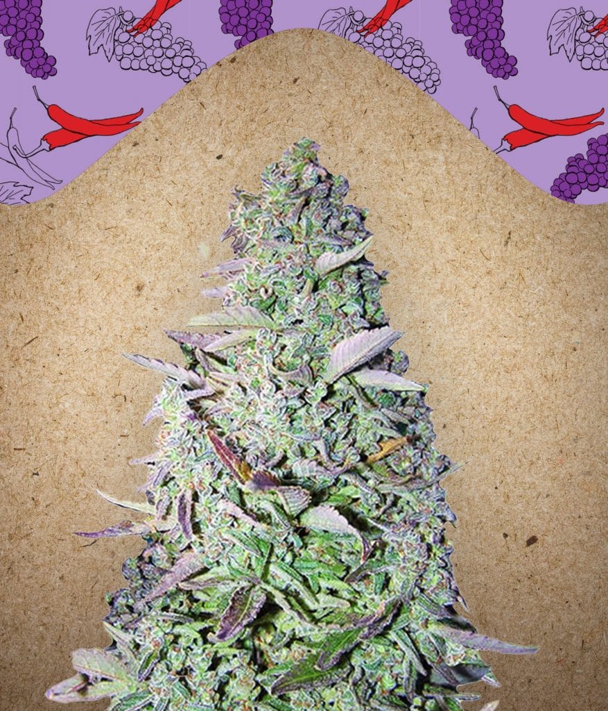 Purple Maroc Female Seeds