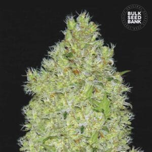 Chronical Bulk Seed Bank