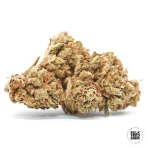 Cocopopo Bulk Seed Bank