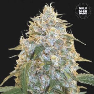 Cocopopo Bulk Seed Bank