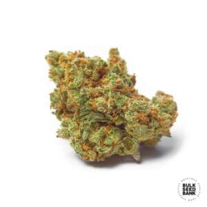 Critical Mass Bulk Seed Bank