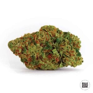 Dark Domina Bulk Seed Bank