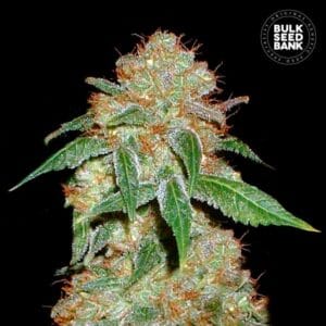 Dark Domina Bulk Seed Bank