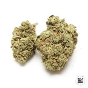 Early Top Skunk Bulk Seed Bank