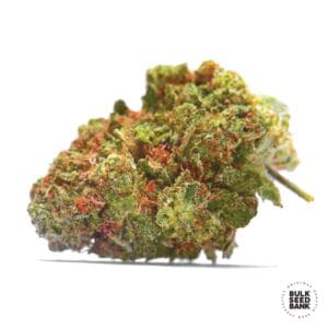 Euforia Special Bulk Seed Bank