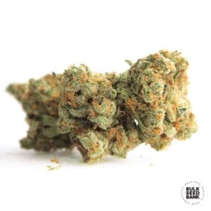 Gelato Samba Bulk Seed Bank