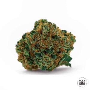 Grapefruit Bulk Seed Bank