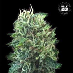 Green Scout Cookies Bulk Seed Bank