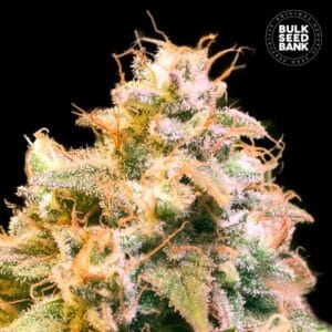 Guerilla Glue Bulk Seed Bank