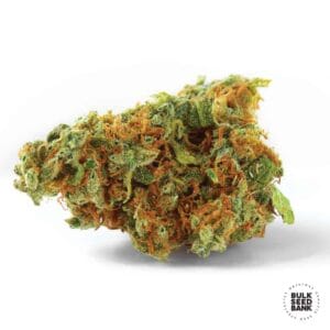 Jack Hair Bulk Seed Bank