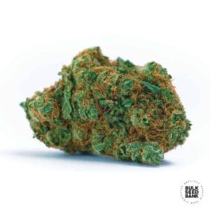 Kali's Mistery Bulk Seed Bank