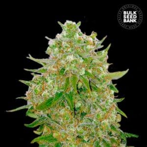 Master Kush Grand Bulk Seed Bank