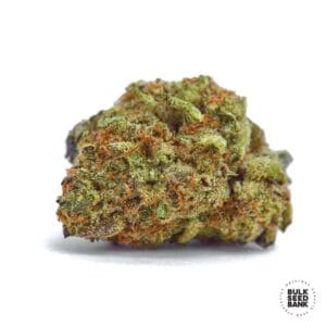 Mazar Extra Bulk Seed Bank