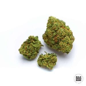 Nepal Gold Bulk Seed Bank