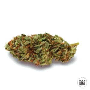 New's Haze Bulk Seed Bank