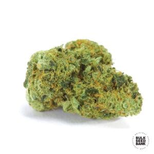 Northern Light Bulk Seed Bank