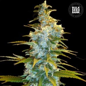 Northern Light Bulk Seed Bank