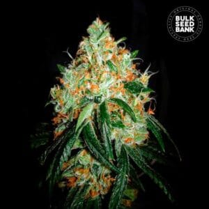 Original Orange Bud Bulk Seed Bank