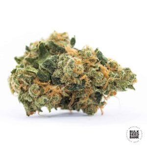 Perfect Power Plant Bulk Seed Bank