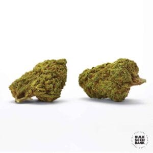 Auto Cheese Bulk Seed Bank