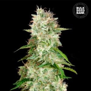 Auto Cheese Bulk Seed Bank